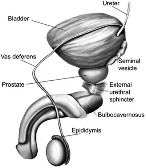 cock photo|Penis: Anatomy, Picture, Erection, and Ejaculation